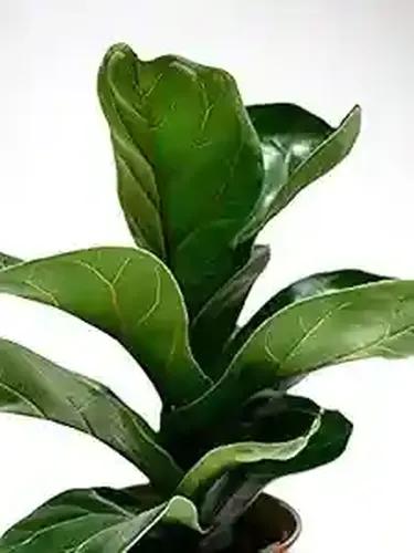 LITTLE JUNGLE Ficus Lauretta Bambino- Healthy Live Plant with Pot, Best Air Purifying Plant, Indoor Plants for Living Room, Plants Gifting, Bedroom, Kitchen, Garden, Balcony, Home Décor & Office Desk