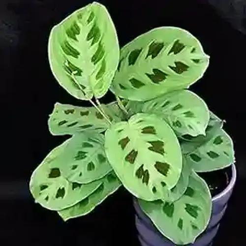 littlejungle maranta leauconuera green(rare)