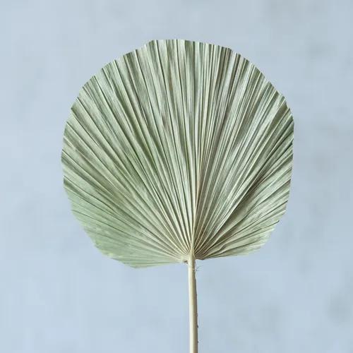 Round Green Palm Leaves (Set of 5)